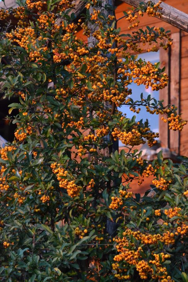 أسيسي Locazione Turistica Villa Delle Rose المظهر الخارجي الصورة